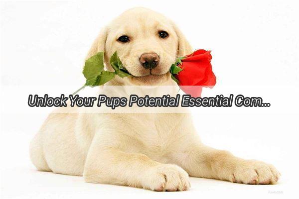 Unlock Your Pups Potential Essential Commands Every Dog Owner Must Teach